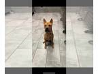 Chinese Shar-Pei Mix DOG FOR ADOPTION RGADN-1386161 - Bebe (TX) - Shar Pei /