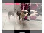 American Staffordshire Terrier Mix DOG FOR ADOPTION RGADN-1386163 - Rover (TX) -