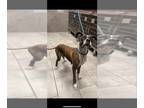 Boxer Mix DOG FOR ADOPTION RGADN-1386164 - Martha (TX) - Boxer / Mixed (long