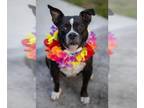 Staffordshire Bull Terrier DOG FOR ADOPTION RGADN-1386175 - Luna - Staffordshire