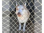 Mix DOG FOR ADOPTION RGADN-1386177 - Dougie - Husky Dog For Adoption