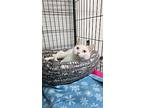 Marshmallow, Domestic Shorthair For Adoption In Mishawaka, Indiana