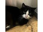 Tinky Winky, Domestic Shorthair For Adoption In Wintersville, Ohio