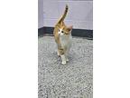 Carmel Apple, Domestic Shorthair For Adoption In Mishawaka, Indiana