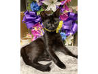 Queenie, Domestic Shorthair For Adoption In Picayune, Mississippi