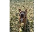 Remi, Terrier (unknown Type, Small) For Adoption In Fort Myers, Florida