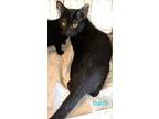 Darth, Domestic Shorthair For Adoption In East Hartford, Connecticut