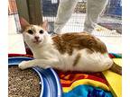 Cody In Ct, Domestic Shorthair For Adoption In East Hartford, Connecticut