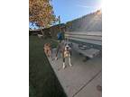 Roscoe, American Pit Bull Terrier For Adoption In Dana Point, California