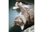 Miss Cookie, Maine Coon For Adoption In Bertram, Texas