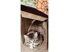 Cinnamon, Maine Coon For Adoption In Bertram, Texas