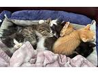 Reed, American Shorthair For Adoption In Troy, Virginia