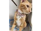 Ed Sheeran, Domestic Shorthair For Adoption In Catoosa, Oklahoma