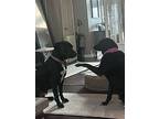 Bo Noodle Lovey Family Boy, Labrador Retriever For Adoption In Provo, Utah