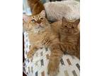 Juice, Domestic Longhair For Adoption In Stratford, Ontario