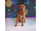 Maximo, Labrador Retriever For Adoption In Zephyr, Ontario