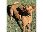Foxy, Labrador Retriever For Adoption In Tool, Texas