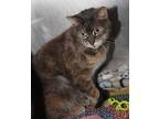 Dory & Mary (bonded Pair), Domestic Shorthair For Adoption In Marietta, Ohio