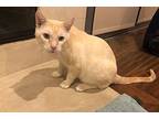 Roy, Siamese For Adoption In Los Angeles, California