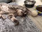 Sofia24, Domestic Shorthair For Adoption In Youngsville, North Carolina