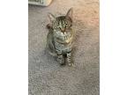 Caliente, Domestic Shorthair For Adoption In Lafayette, Colorado