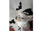 Sage 6, Siamese For Adoption In Austin, Texas