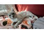 Willow 10, Siamese For Adoption In Austin, Texas
