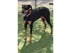 Tibbi 3317, Doberman Pinscher For Adoption In Oakland Park, Florida