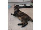 Coral, American Shorthair For Adoption In New Woodstock, New York