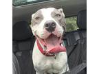 Johnny Depp, American Pit Bull Terrier For Adoption In Whitestone, New York