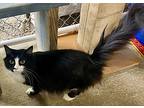 Stripes, Domestic Longhair For Adoption In Ashland, Ohio