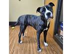 Trek, American Pit Bull Terrier For Adoption In Merriam, Kansas