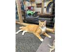 Forrest, Domestic Shorthair For Adoption In Quincy, California