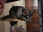 Fina, Chinchilla For Adoption In Faribault, Minnesota