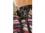 Ky, Labrador Retriever For Adoption In Buckeye, Arizona