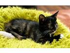 Tarot, Domestic Shorthair For Adoption In Mooresville, North Carolina