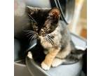 Wednesday, Domestic Shorthair For Adoption In Mooresville, North Carolina