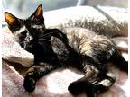 Boo, Domestic Shorthair For Adoption In Mooresville, North Carolina