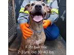 Fiona, American Pit Bull Terrier For Adoption In Austin, Texas