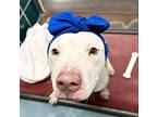 Rosie, American Pit Bull Terrier For Adoption In Austin, Texas