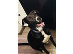 Charlie Girl, Labrador Retriever For Adoption In Hockessin, Delaware