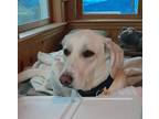 Anya, Labrador Retriever For Adoption In Brunswick, Maine