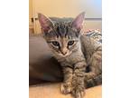 Cleo, Domestic Shorthair For Adoption In Pitman, New Jersey