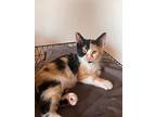 Clawdeen, Domestic Shorthair For Adoption In Pitman, New Jersey