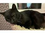 Henry, Domestic Shorthair For Adoption In Pitman, New Jersey