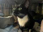 Minx, Manx For Adoption In Carmichael, California