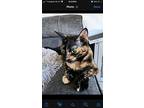Abagail (momma), Domestic Shorthair For Adoption In Bowling Green, Kentucky