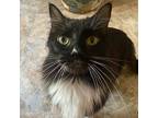Boots, Domestic Longhair For Adoption In Richardson, Texas