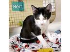 Bert, Domestic Shorthair For Adoption In Richardson, Texas
