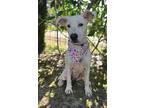 Malibu (urgent), Jack Russell Terrier For Adoption In Navarre, Florida